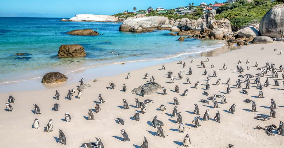 Kaapstad halve dag pinguïns bekijken bij Boulders Beach GetYourGuide