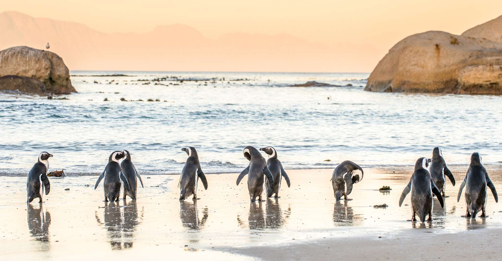 Cape Town, Penguin Watching at Boulders Beach Half Day Tour - Housity