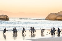 Kapstadt, Penguin beobachtet auf der Halbtagestour von Boulders Beach - Housity
