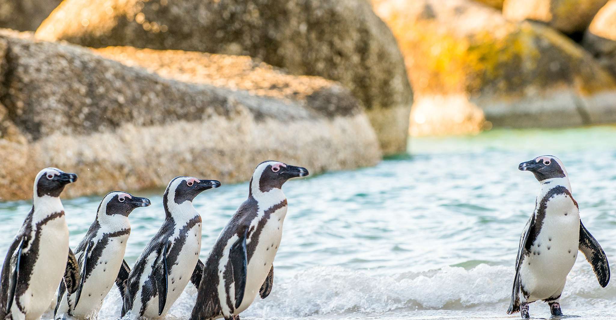 Cape Town, Penguin Watching at Boulders Beach Half Day Tour - Housity