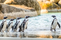 Kapstadt, Penguin beobachtet auf der Halbtagestour von Boulders Beach - Housity