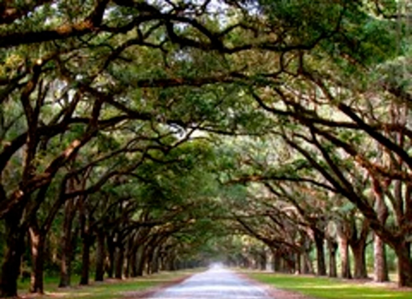 Savannah: Wormsloe Plantation og Bonaventure-kirkegårdstur