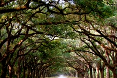 Savannah: visite de la plantation Wormsloe et du cimetière Bonaventure