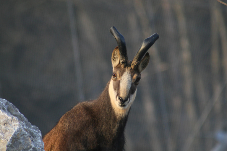 Innsbruck : Billets d&#039;entrée pour le zoo alpin