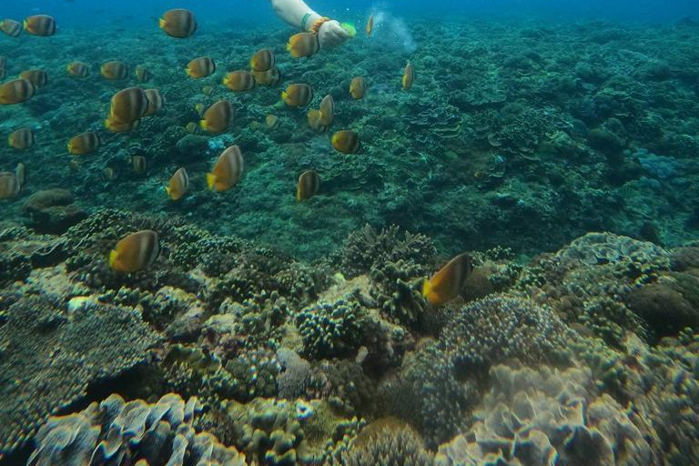 Desde Bali: Tour privado de día completo de snorkel por Nusa PenidaPunto de encuentro en el puerto de Sanur