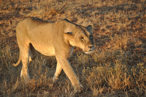 Mombasa: Overnight Safari to Tsavo East From Diani Beach