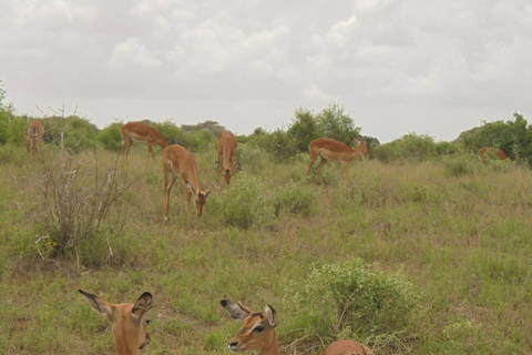 Mombasa: 3-Day Tsavo East/West & Kilimanjaro Views Safari