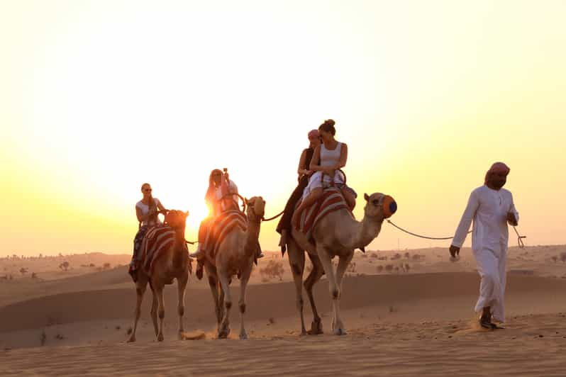 Ab Dubai Kamelritt Bei Sonnenuntergang Mit Shows q Dubai Vereinigte Arabische Emirate Getyourguide