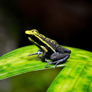 Iquitos: Full-Day Poisonous Frogs Valley Tour