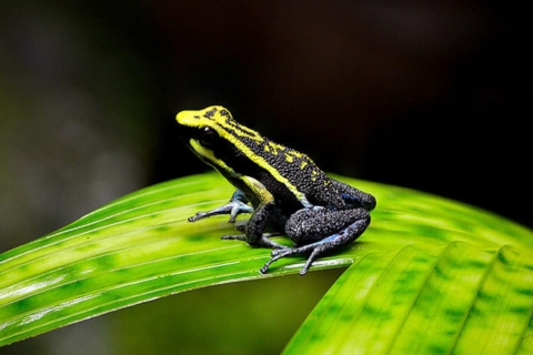 Iquitos: całodniowa wycieczka po dolinie trujących żab