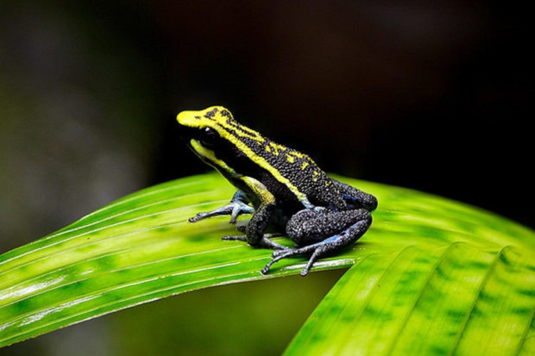 Iquitos: całodniowa wycieczka po dolinie trujących żab