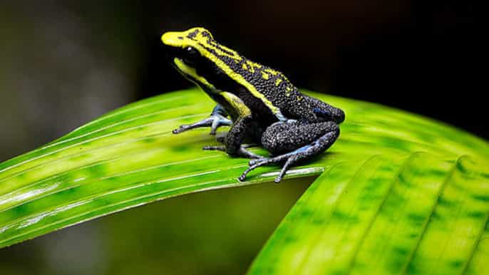 iquitos tour de todo el día por el valle de las ranas venenosas