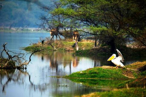 Búsqueda de aves en el mismo día en Bharatpur desde Delhi