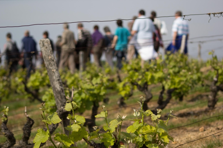 Vallée de la Loire : Visite du vignoble de Vouvray et dégustation de vinsVallée de la Loire : Visite du vignoble de Vouvray et dégustation de vin