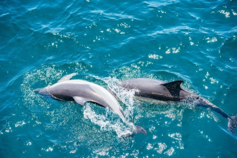 From Malaga: Gibraltar and Dolphin Sightseeing Boat Tour From Fuengirola Center
