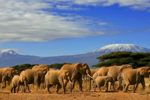 Von Nairobi oder Mombasa: Amboseli National Park 3-tägige Tour