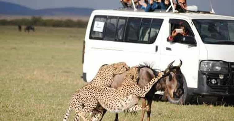 From Nairobi 7 Day Masai Mara Nakuru And Amboseli Safari GetYourGuide