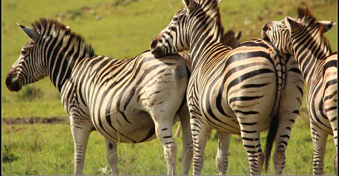 Cape Vidal iSimangaliso Wetland Park Beach and Bush Safari