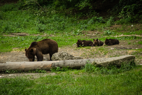 Bear watching experience in the wild