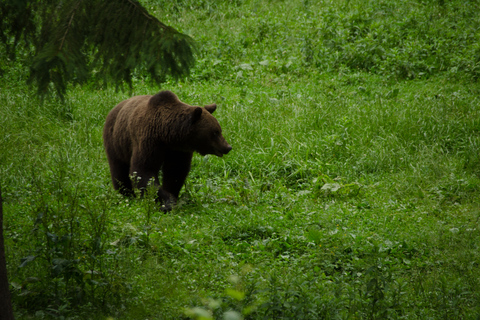 Bear watching experience in the wild