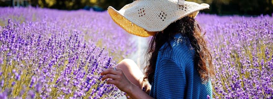 Au départ d'Avignon : visite guidée des champs de lavande et des villages du Luberon