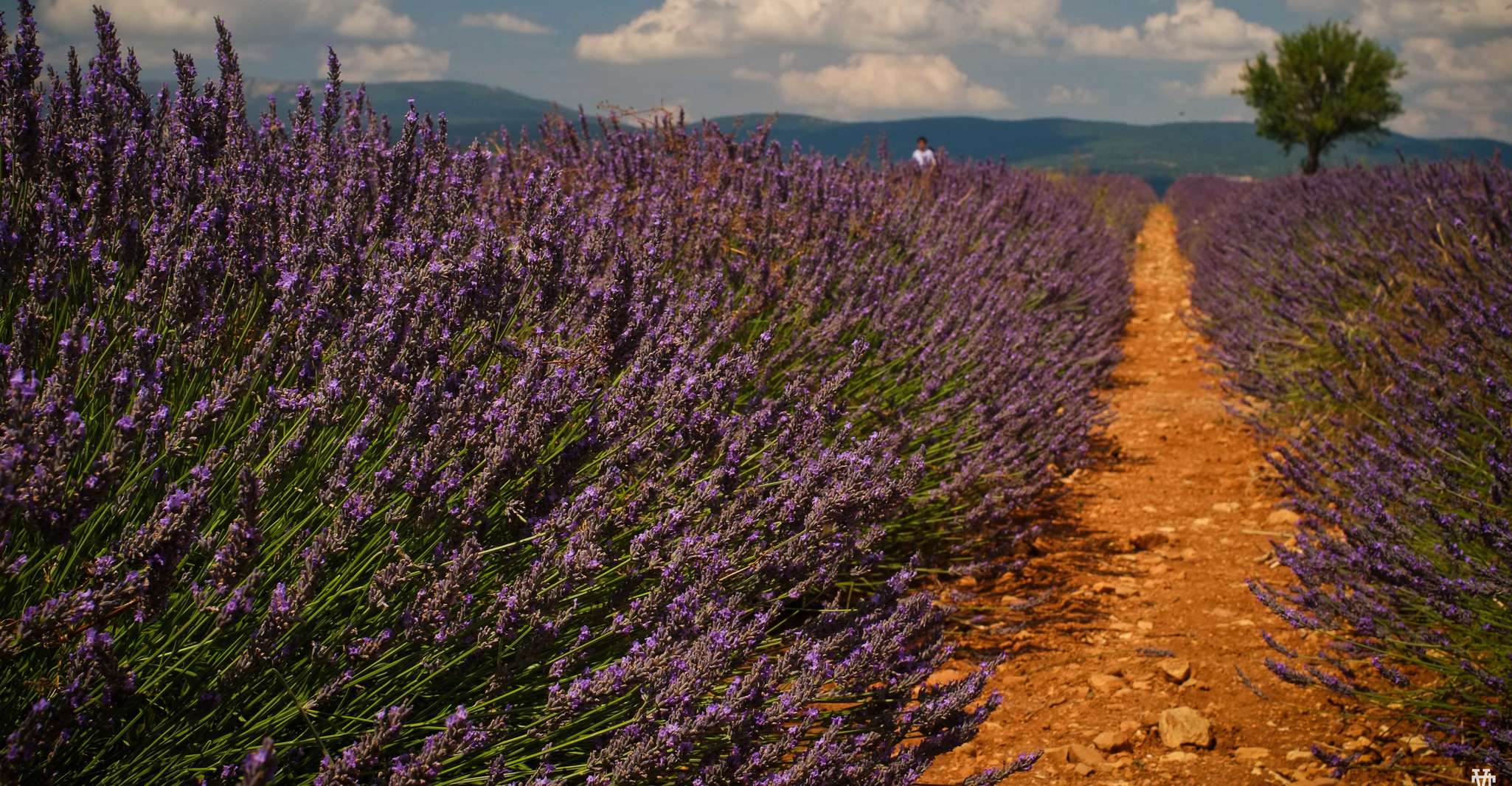 From Avignon, Lavender & Luberon villages - Housity