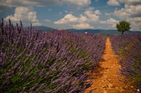 From Avignon, Lavender & Luberon villages - Housity