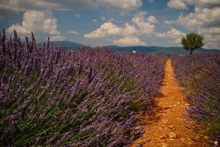 Vanuit Avignon: Rondleiding door lavendelvelden en dorpen van de Luberon