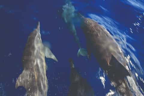 Tybee Island Dolphin Tour from Savannah