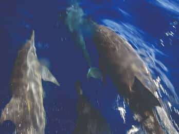 Tybee Island Dolphin Tour von Savannah aus Tybee Island Dolphin Tour von Savannah aus