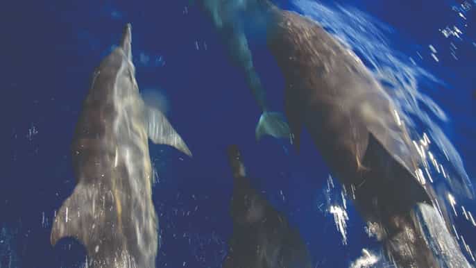 tybee island dolphin tour from savannah