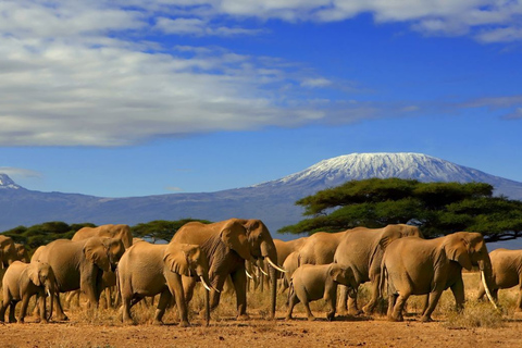 Von Nairobi: Tagesausflug zum Amboseli National Park