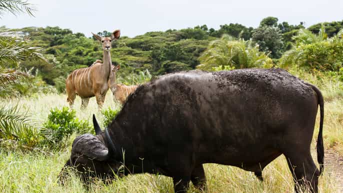 desde santa lucía todo el día hluhluweimfolozi big five safari