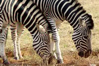 Addo Elephant National Park All Inclusive Full-Day Safari - Housity