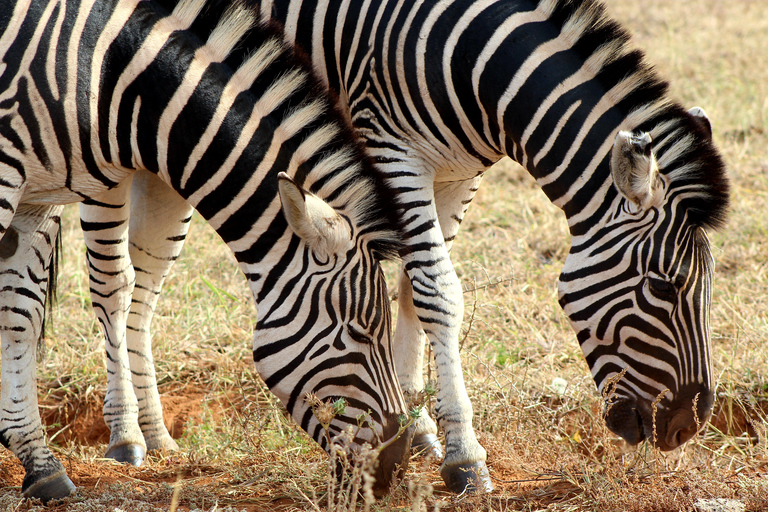 Addo Elephant National Park All Inclusive heldagssafariStandardtur