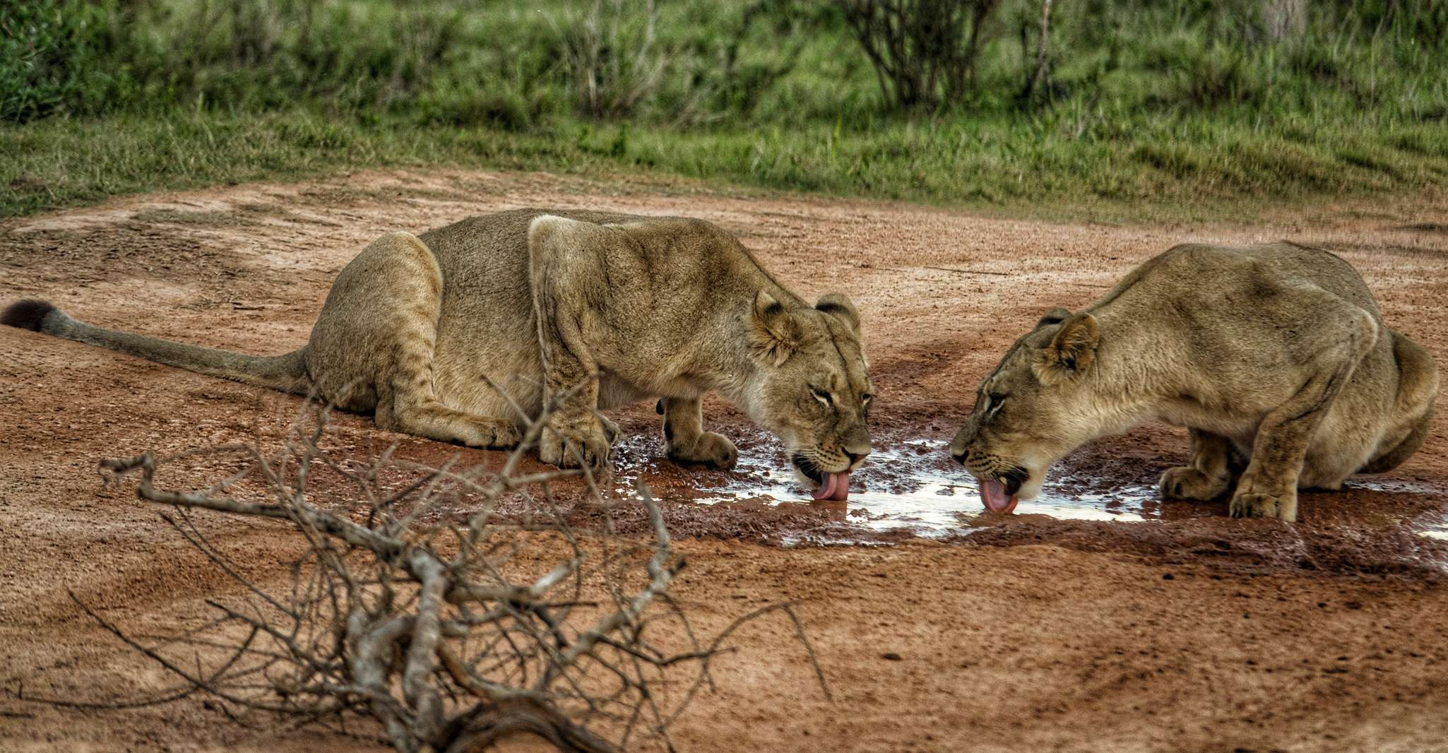 Addo Elephant National Park All Inclusive Full-Day Safari - Housity