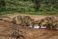Addo Elephant National Park All Inclusive Full-Day Safari - Housity