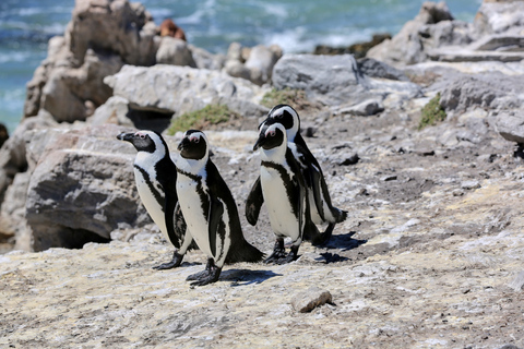 Desde Ciudad del Cabo: Safari de 3 días por la Ruta Jardín y excursión por la costa