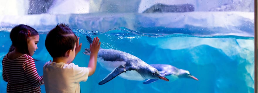 Sea Life Kelly Tarlton's Aquarium Ingresso generale