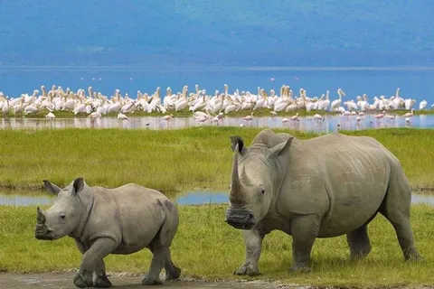 Nairobi: jednodniowa wycieczka do Parku Narodowego Nakuru i nad jezioro Naivasha