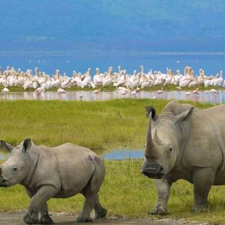Nairobi: Nakuru National Park e Lake Naivasha Day Tour