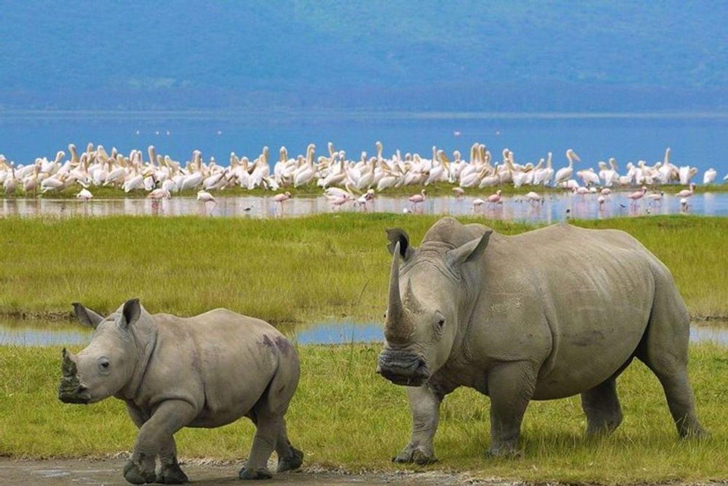 Nairobi: Nakuru National Park und Lake Naivasha Day Tour