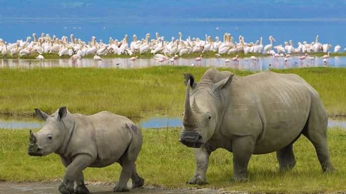 nairobi nakuru national park and lake naivasha day tour