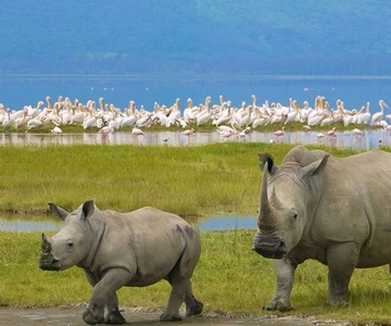 Nairobi: Nakuru National Park and Lake Naivasha Day Tour
