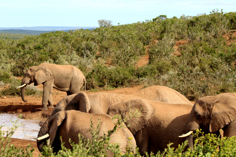 Addo Elephant National Park All Inclusive heldagssafariStandardtur