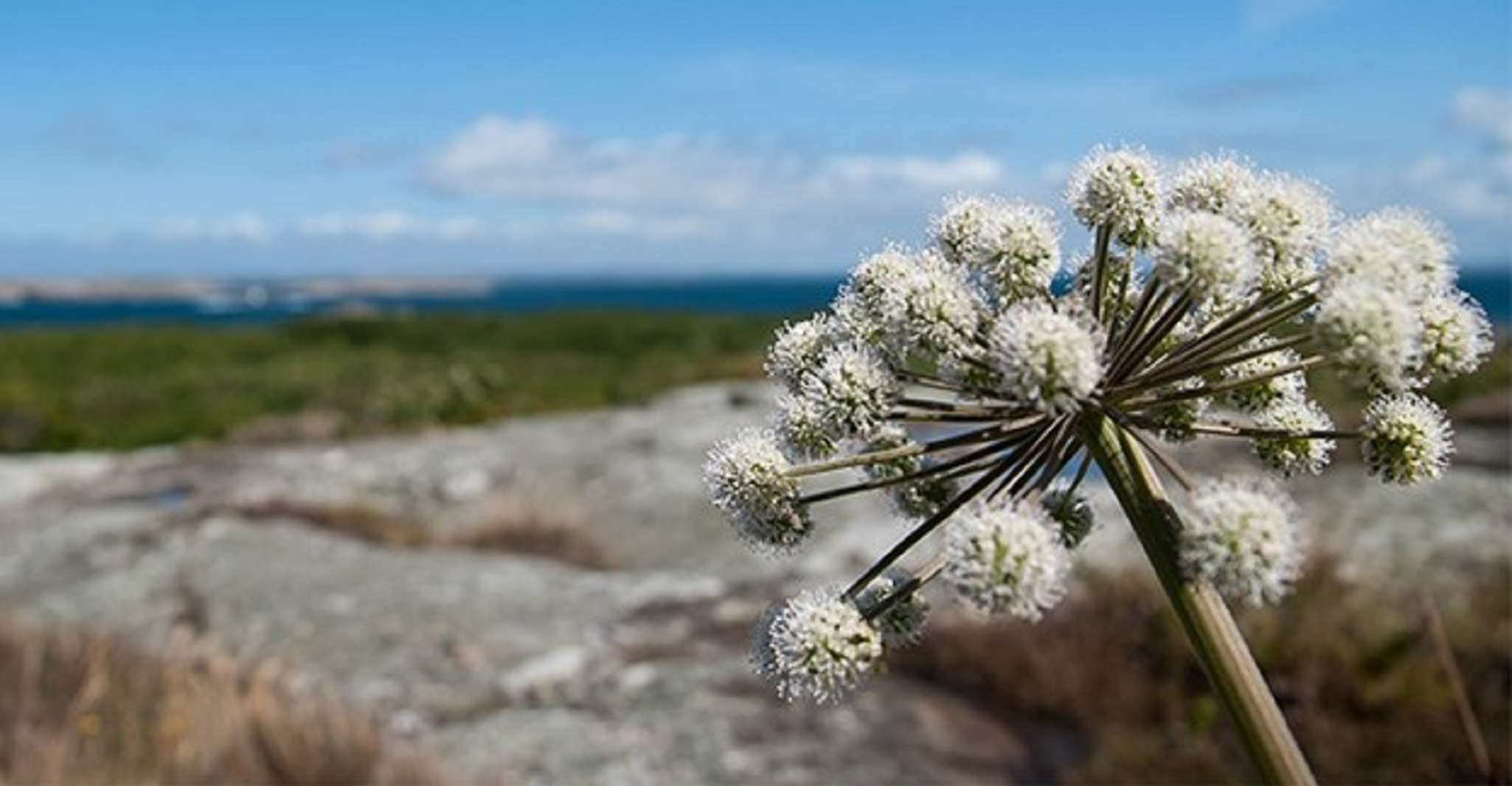 Lilla Bommen, 4 heures de visite guidée en bateau jusqu'à l'île de Vinga - Hizvo