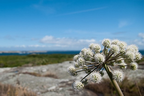 Gothenburg: 4-Hour Guided Boat Tour to Vinga Island