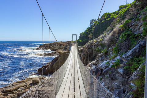 Von Kapstadt aus: 5-tägige Best of Garden Route und Addo SafariTour mit geteiltem Schlafsaal in einer Backpacker-Unterkunft