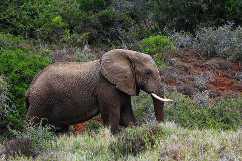 Von Kapstadt aus: 5-tägige Best of Garden Route und Addo SafariTour mit geteiltem Schlafsaal in einer Backpacker-Unterkunft