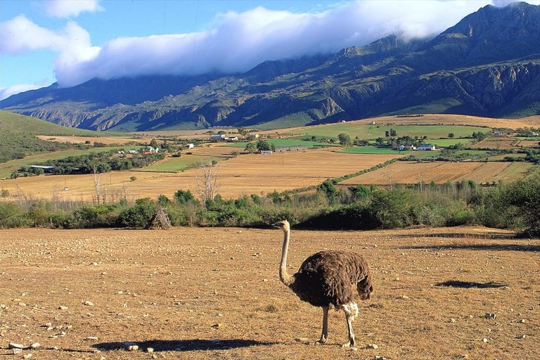 Von Kapstadt aus: 5-tägige Best of Garden Route und Addo SafariTour mit geteiltem Schlafsaal in einer Backpacker-Unterkunft